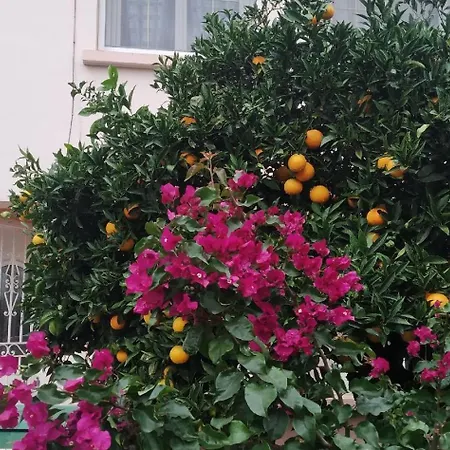Homestay Confort,gare Tgv ,wifi,clim, Parking,pt Dejeuner Perpignan
